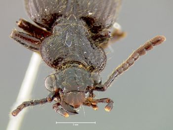 Media type: image;   Entomology 31524 Aspect: head frontal view